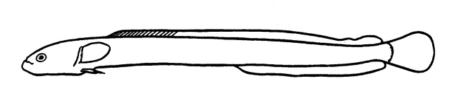 Representative of the family Microdesmidae (Nelson, 2006, pg. 423)